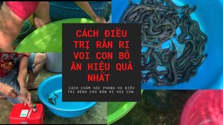 Cách nuôi, phòng và điều trị rắn ri voi con bỏ ăn hiệu quả nhất và một số bệnh thường gặp