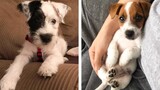 The Cutest and Funniest Jack Russell Puppies 🐶 Look Forward To Seeing Them All 😍 | Cute Puppies