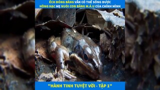 Tóm Tắt Phim#5 - Hành Tinh Tuyệt Với- Ếch Đóng Băng; Hồng Hạc Nuôi Con Bằng Máu