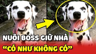 Sen BẤT LỰC vì nuôi Boss GIỮ NHÀ vẫn bị MẤT GÀ như thường 😂 | Yêu Lu