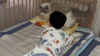 I took the baby away while my cat was sleeping, and its reaction shocked me⋯ #cutepetdailyrecord# Re