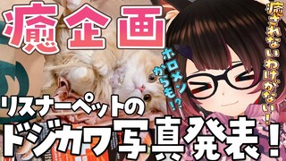 【癒企画】みんなのpetのドジでかわいい写真が見てみたーーーい💓ホロメンからもきちゃぁ💓 【ホロライブ/ロボ子さん】