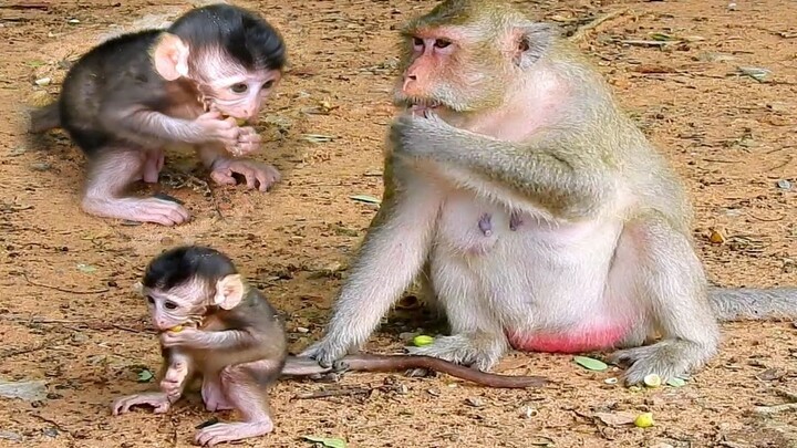 Awesome Beautiful Baby Monkey Strange To Out Side, Monkey Catch Her Baby 's Tail Not Let
