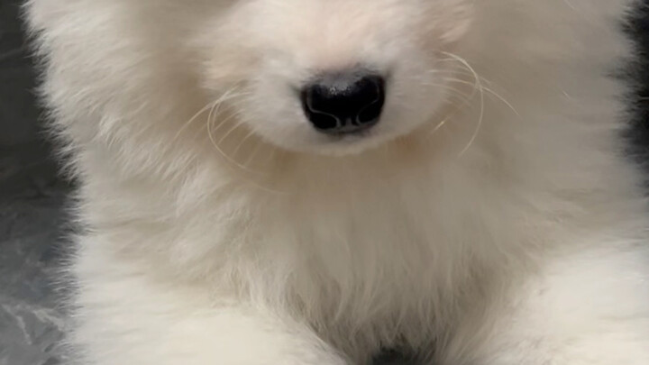 Hai anh em, một người ổn định như chú chó già còn người kia hoạt bát và năng động #Samoyedbaby