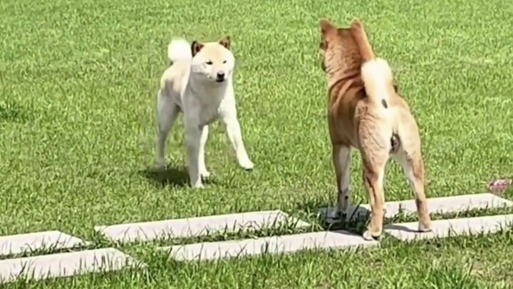 Guru, tali sepatu saya terbuka#tonton lagi dan tertawa lagi#olahraga lari