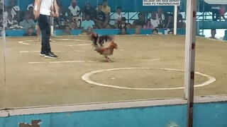 alimbugin vs dalusapi