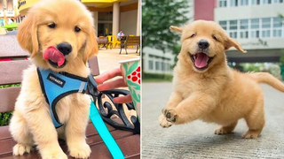 Funniest & Cutest Golden Retriever Puppies 5- Funny Puppy Videos 2020