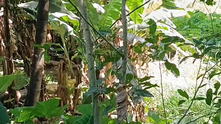 cacao fruit