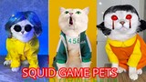 Thú Cưng TV | Mèo Sam Và Miu #11 | mèo thông minh vui nhộn | Pets funny cute smart cat