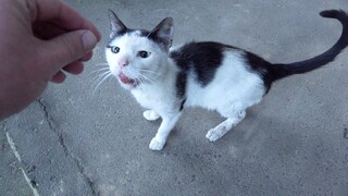 Skinny hungry cat meows