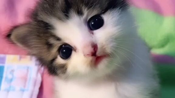 cute cat