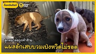 ลูกหมาจรถูกทำร้าย แผลอักเสบบวมเป่งหวิดไม่รอด | Dog's Clip