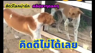 สัตว์โลกน่ารัก | คลิปตลกฮาๆ