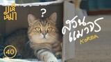 สวนแมวจร เกาหลี  - มหึเหมียว EP40