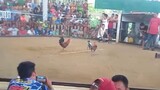 4th Fight | Catigbian Cock Pit | LWLW