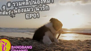 รวมคลิปน้องหมา น้องแมว น่ารัก (Dog Cat It’s adorable) 2021 Ep1