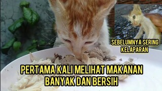 Awalnya Anak Kucing Ini Sengsara Banget Tapi Sekarang Bahagia Banget..!