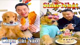 Dương KC | Tứ Mao Đại Náo #5 | chó thông minh đáng yêu | funny cute smart dog pets | Thú Cưng TV