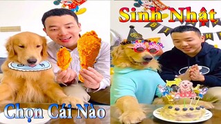 Dương KC | Tứ Mao Đại Náo #5 | chó thông minh đáng yêu | funny cute smart dog pets | Thú Cưng TV