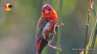 Manis nan Cantik si Burung Strawberry Finch