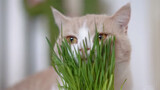 [Động vật]Sao cơ? Một chú mèo thích ăn rau?