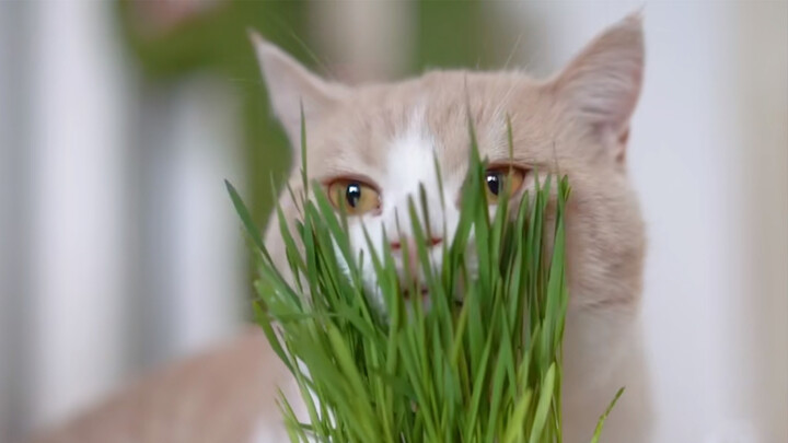 [Animals]What? A cat loves eating vegetables?