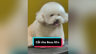 Milk tea là một idol chính hiệu thucung learnontiktok