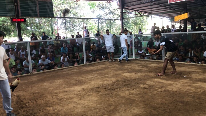 ECA Grey (Lose to better rooster) Parehas magaling at maingat paunahan lang tlaga.. 🙂🙂🙂