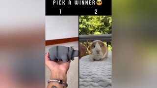 Pick a winner😎Don’t forget to follow the boss fyp foryou foryoupage viral pets hamster dogs