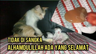 Kebesaran Allah Anak Kucing Ini Lahir Prematur Tapi Tidak Di Sangka Ada Yang Selamat