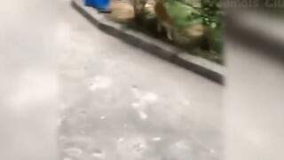 Cười ra nước mắt với những tình huống này #67