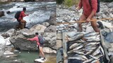 net fishing in Nepal | asala fishing | himalayan trout fishing by setting fishing net trap |