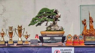 Sang juara di pamnas Indonesia Bonsai Fighter