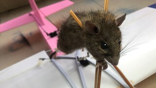 Tikus ini bisa memamerkan ke semua kehidupan