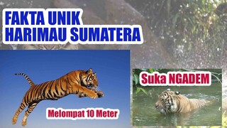 Fakta Umum Tentang Harimau Sumatera yang Belum Kalian Ketahui - Binatang Buas