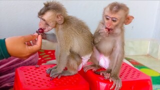 Mom trying to train tiny Toto & Yaya to keep sitting on the chair when eating grapes