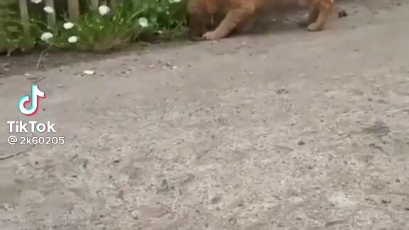 kucing siapa nih 🗿
