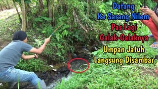 Mancing di Sarang Ikan Nilem Pas Lagi Galak-Galaknya