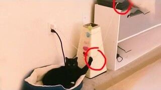 Funniest Cats 😹 - อย่าพยายามกลั้นเสียงหัวเราะ 😂 - Funny Cats Life