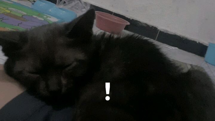 blacky lagi kesurupan 🐈‍⬛🤭