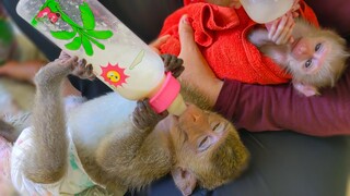 Milk Time!! Finally, tiny adorable Luca & Toto have a great time drinking milk together