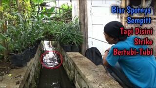 Siapa Yang Sangka?? Selokan Kecil Di Kebun Pare Jadi Sarang Ikan Nila