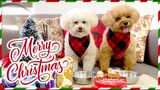 DOGS OPEN THEIR CHRISTMAS PRESENTS 2020| Toy Poodles Celebrate Christmas| The Poodle Mom