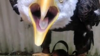 The cry of an eagle turns out to be like this. In movies and TV series, buzzards are used to dub sea