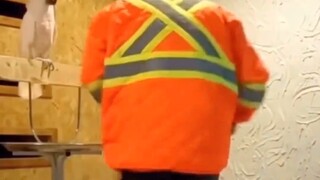 Vẹt: Ngôn ngữ vẹt của tôi ở cấp độ 10, không, là tiếng Anh.