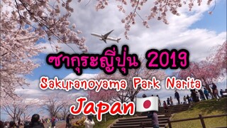 เที่ยวญี่ปุ่น 🌸ซากุระ2019 Sakuranoyama Park Narita Japan | さくらの山公園成田