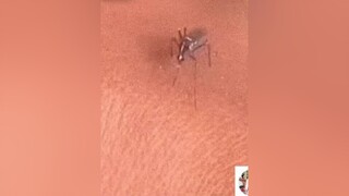 Con muỗi ngu ngốc 😅xuhuongtiktok kietparklongtieng xuhuong hài
