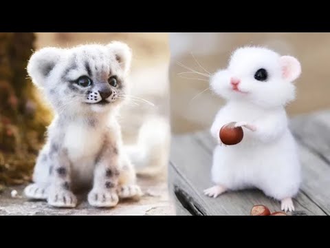 Cute baby animals Videos Compilation cute moment of the animals ...