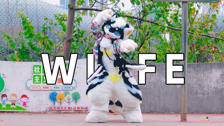 当你新年回家的路上碰到一只毛绒绒跳wife~