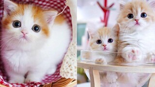 Baby Cats - รวมวิดีโอแมวน่ารักและตลก #39 | Aww สัตว์